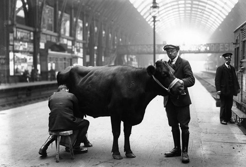 Fox: Platform Milking (1926)