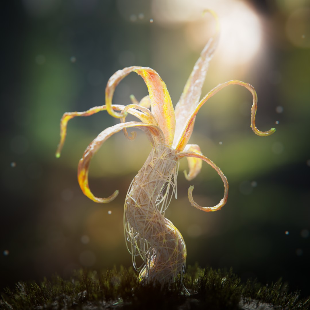 Palm Garden: Epiphyte